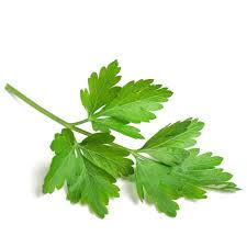 Parsley Essential Oil